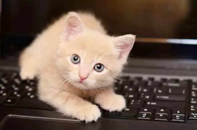 猫咪最新域名，打造宠物爱好者的在线乐园